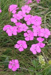 Dianthus alpinus