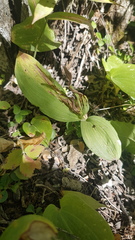Cypripedium