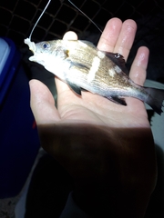 Cheilotrema saturnum