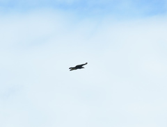 Accipiter trivirgatus