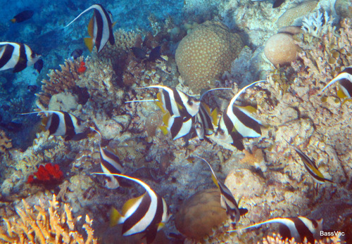 Schooling Bannerfish — seen at this dive site