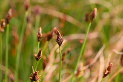 Carex nigricans