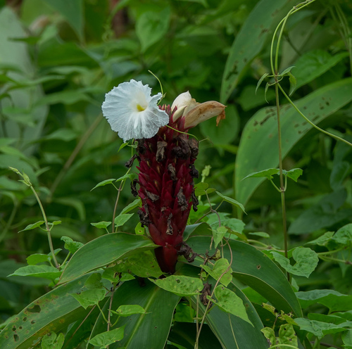 Hellenia speciosa