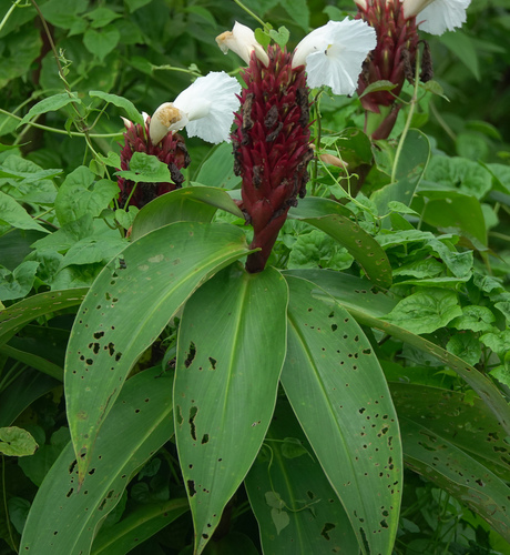 Hellenia speciosa