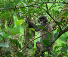 Trachypithecus phayrei