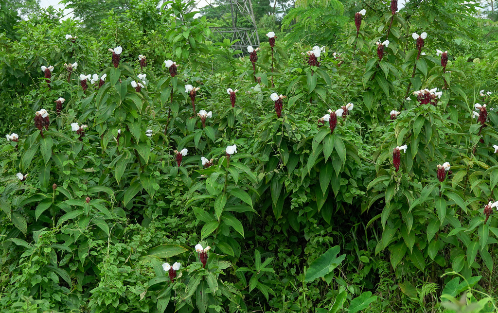 Hellenia speciosa, Hathikira Tea Estate, Karimganj, Assam, India