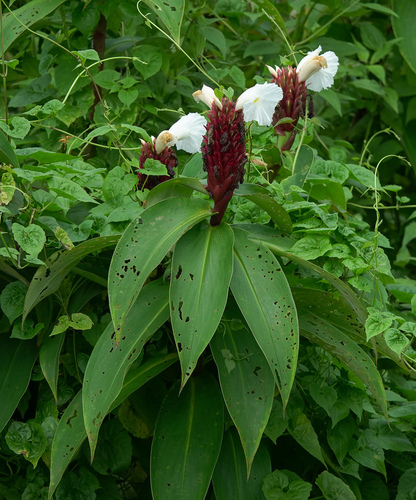 Hellenia speciosa