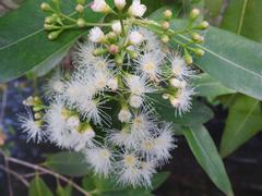 Syzygium komatiense