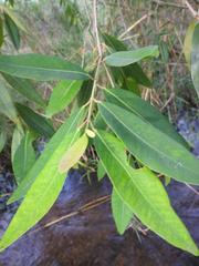 Syzygium komatiense