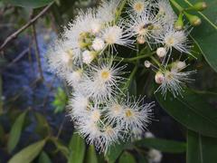 Syzygium komatiense