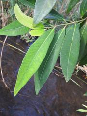 Syzygium komatiense