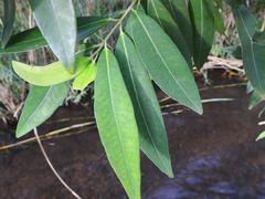 Syzygium komatiense
