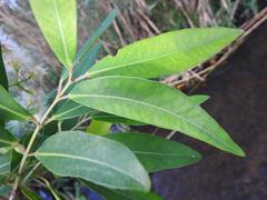 Syzygium komatiense