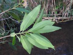 Syzygium komatiense