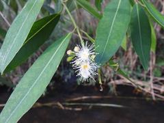 Syzygium komatiense