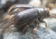 Dendroctonus