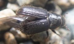 Dendroctonus