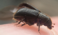 Dendroctonus