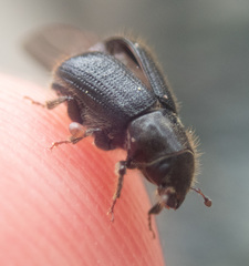 Dendroctonus