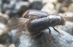 Dendroctonus