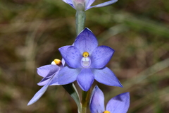Thelymitra × truncata