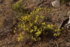 Eriogonum umbellatum chlorothamnus