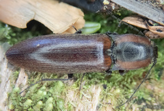 Acteniceromorphus volitans