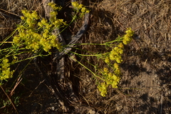Eriogonum umbellatum chlorothamnus