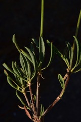 Eriogonum umbellatum chlorothamnus