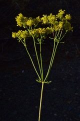 Eriogonum umbellatum chlorothamnus