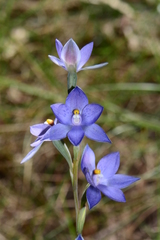Thelymitra × truncata