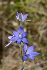 Thelymitra × truncata