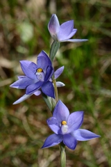 Thelymitra × truncata
