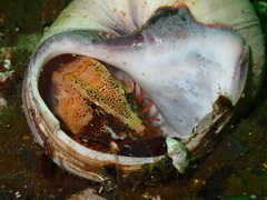 Rhamphocottus richardsonii