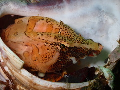 Rhamphocottus richardsonii