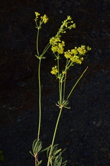 Eriogonum umbellatum chlorothamnus