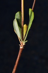 Eriogonum umbellatum chlorothamnus