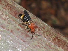 Odontomutilla uranioides