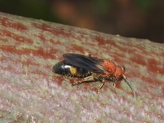Odontomutilla uranioides