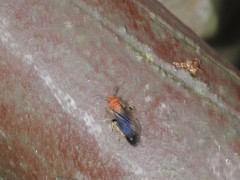 Odontomutilla uranioides