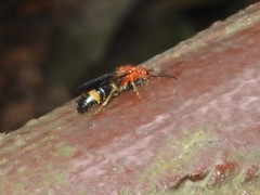 Odontomutilla uranioides