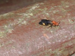 Odontomutilla uranioides