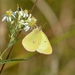 Pink-edged Sulphur - Photo (c) Mark Kluge, some rights reserved (CC BY-NC-ND), uploaded by Mark Kluge
