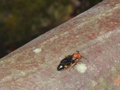 Odontomutilla uranioides