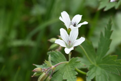 Geranium krylovii