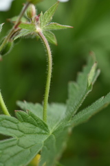 Geranium krylovii