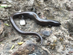 Hemiergis decresiensis