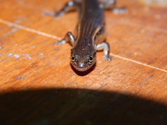 Tytthoscincus temmincki