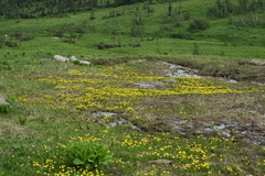 Ranunculus altaicus