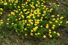 Ranunculus altaicus
